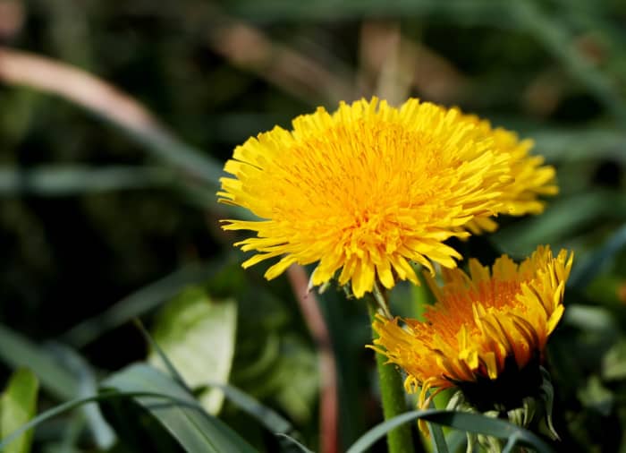 Weed fertilizer is a good base to use with other homemade fertilizers.