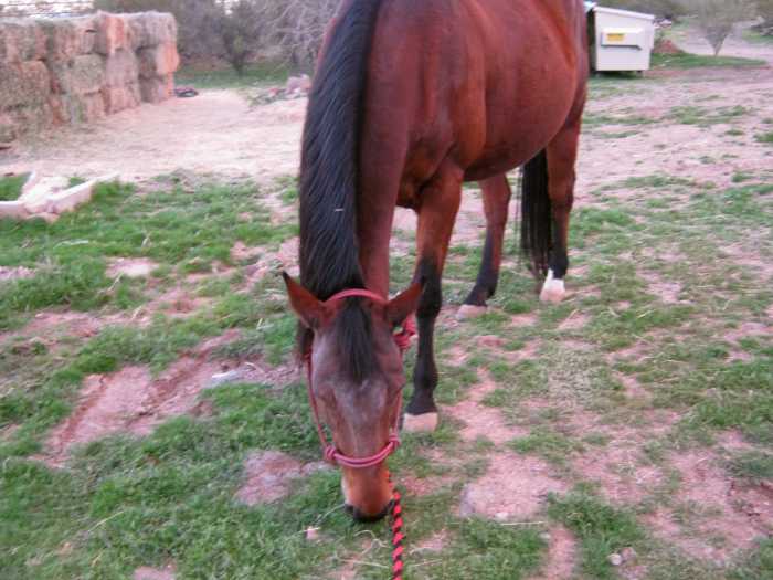 Here's a poor example. It shows the horse full-frontal and from above. You can tell nothing useful about the horse from this angle. In addition, her face is dirty -- and the dumpster in the background is distracting.