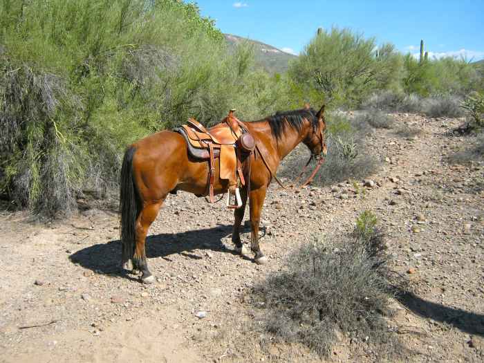 Although the angle could be better, this shows the trail horse standing politely, untied, on the trail. The backdrop is good and the horse is shown in use, which compensates for his poor grooming.