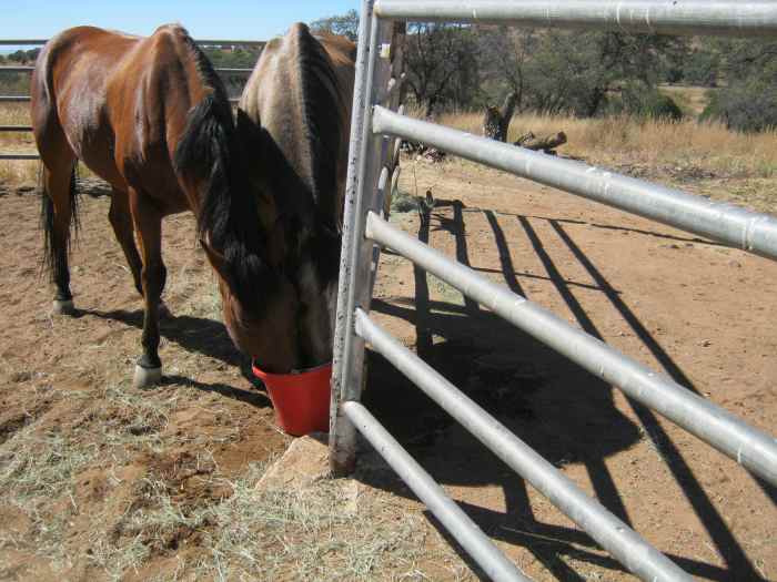 What's good about this photo? Nothing. Multiple horses; heads down distracting fence rails in the foreground; poor angle.
