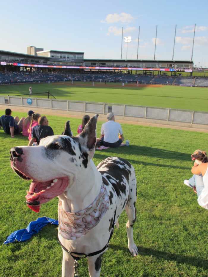 How to Take Your Dog to a Major League Baseball Game HubPages