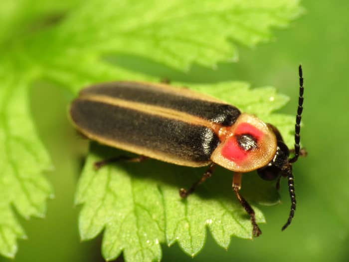 Photinus Pyralis