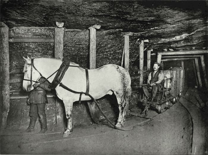 A pit pony photo from 1894