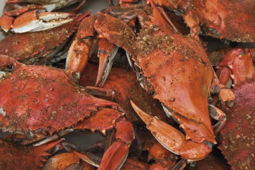 How To Cook Maryland Style Blue Claw Crabs Hubpages