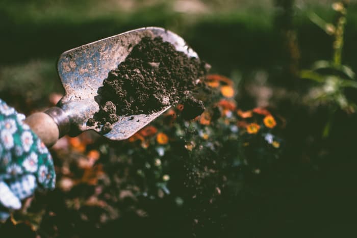 Test your soil to learn its nutrient levels before spending money on unnecessary fertilizers and soil amendments.