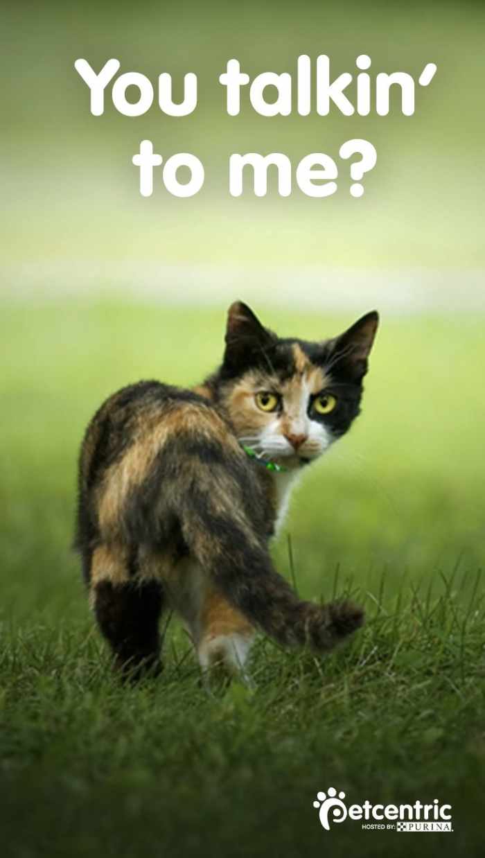 How to Train a Kitten in 7 Easy Steps HubPages