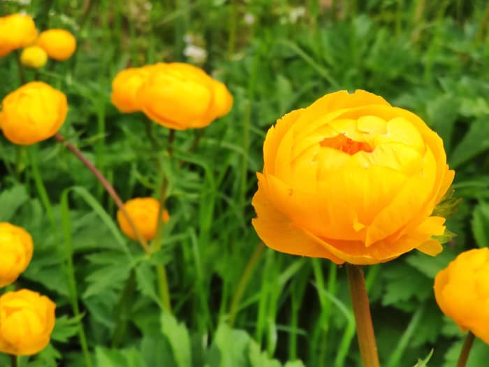 Though the Chinese globeflower—also known as the 'Golden Queen'—has a sunny appearance, it thrives in the shade.
