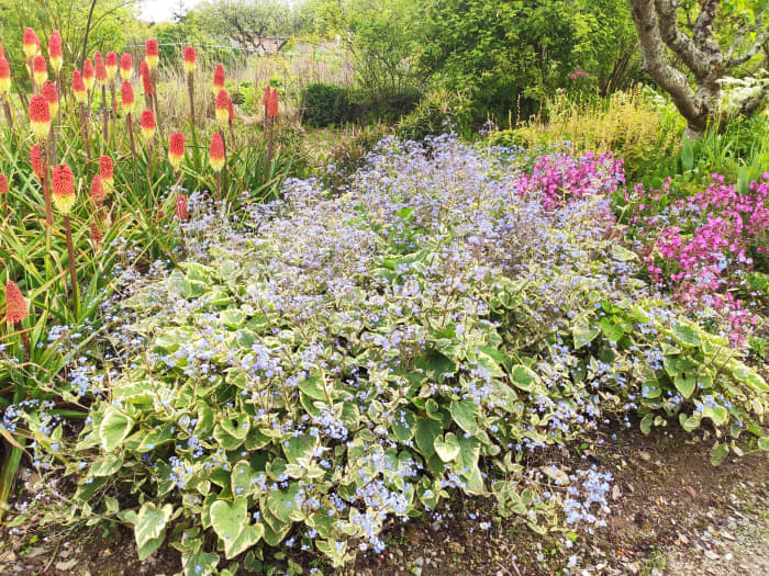 Siberian bugloss, reminiscent of forget-me-nots, is a pretty plant that can really brighten up a shady garden.