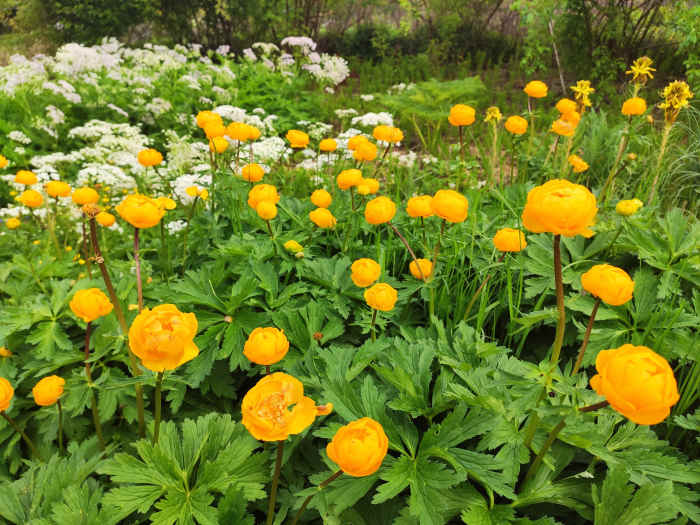 This Chinese globeflower is one of my favorite shade-loving plants. I love the way it brightens up darker corners of the garden.