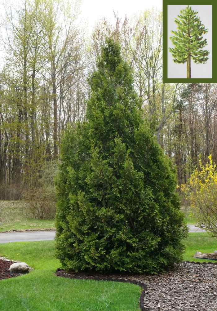 Common Michigan Conifers Cedars, Firs, the Hemlock, and the Tamarack Owlcation