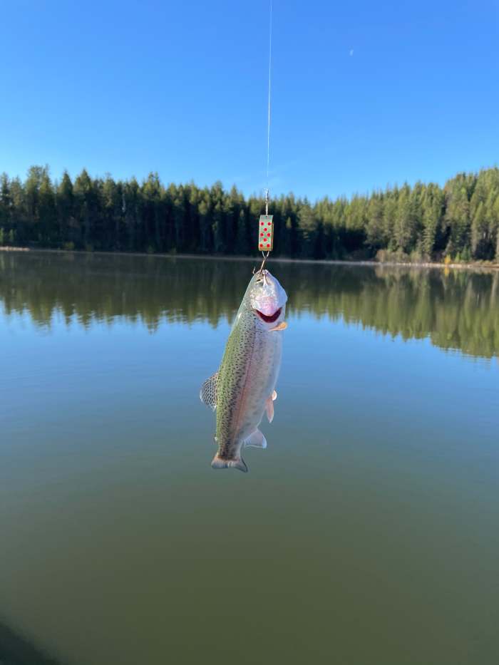 Rainbow caught on Wyoming Wonder (Jake's Spin-A-Lure) 3 May 2022