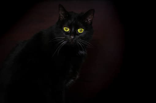 If you are fumbling to get in the door and a cat rushes past you, don't be too quick to shoo it away.