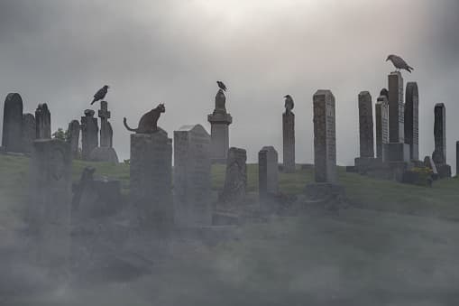 A cat that has taken up residence in the garden of the dead is usually given a wide berth by those who err on the side of caution.
