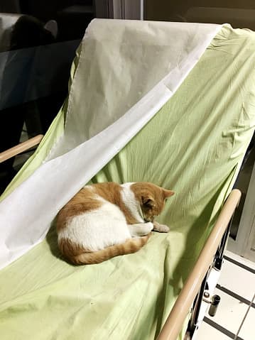 Stories in which cats have allegedly predicted deaths before they occurred have made the rounds for years.