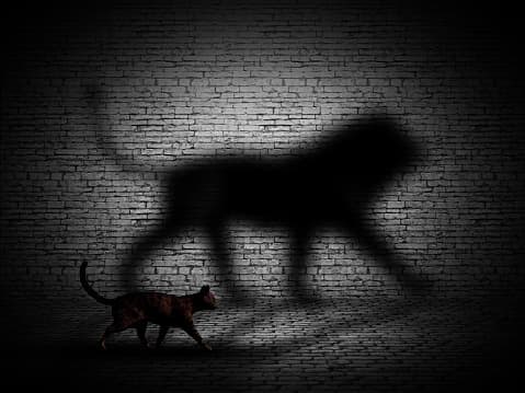 If a cat suddenly bows up and hisses at a presence only it can see, this is believed to indicate that a malevolent entity has attempted to enter the space.