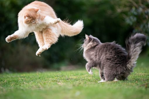 It is said that to witness cats fighting at a funeral is to see the forces of good and evil in action.
