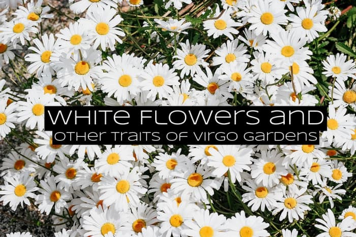 Flowers for a Virgo garden should be simple, easy to maintain, and small rather than big. The best colors for flower petals are white, yellow, and brown.