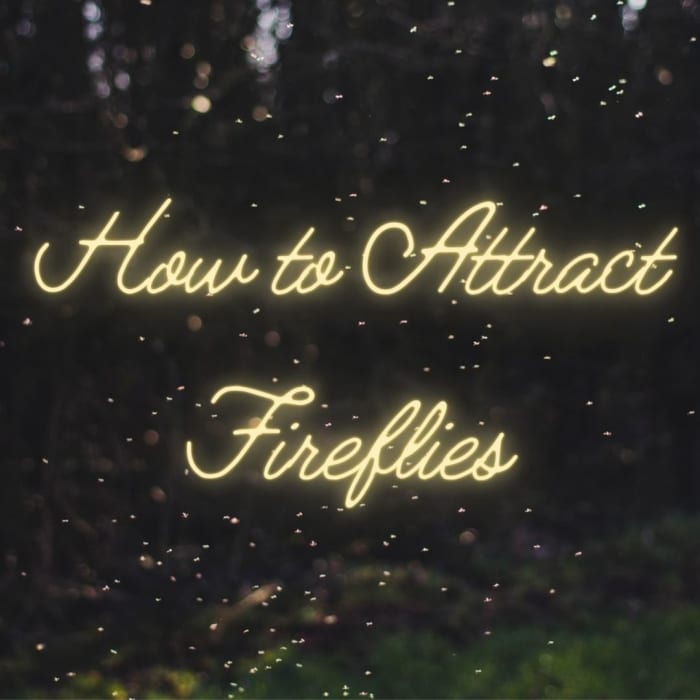 This article will show you how to attract fireflies to your yard without contributing to their dwindling populations.