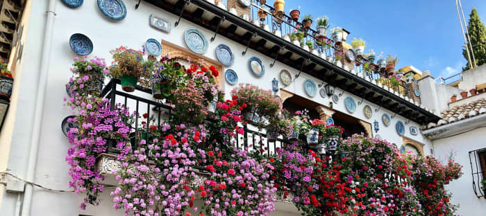 The main plants in this hanging display in Rumania are purple lantana and orange-red geraniums. The beauty of the display shows what can be done on a balcony for show. Imagine all the street balconies in your area putting on this kind of display.