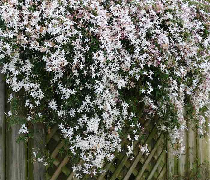 Pink Jasmine, Jasminum polyanthum, native to China. Highly fragrant. Can grow up to 20 ft. long. In warmer climates it will bloom year round.