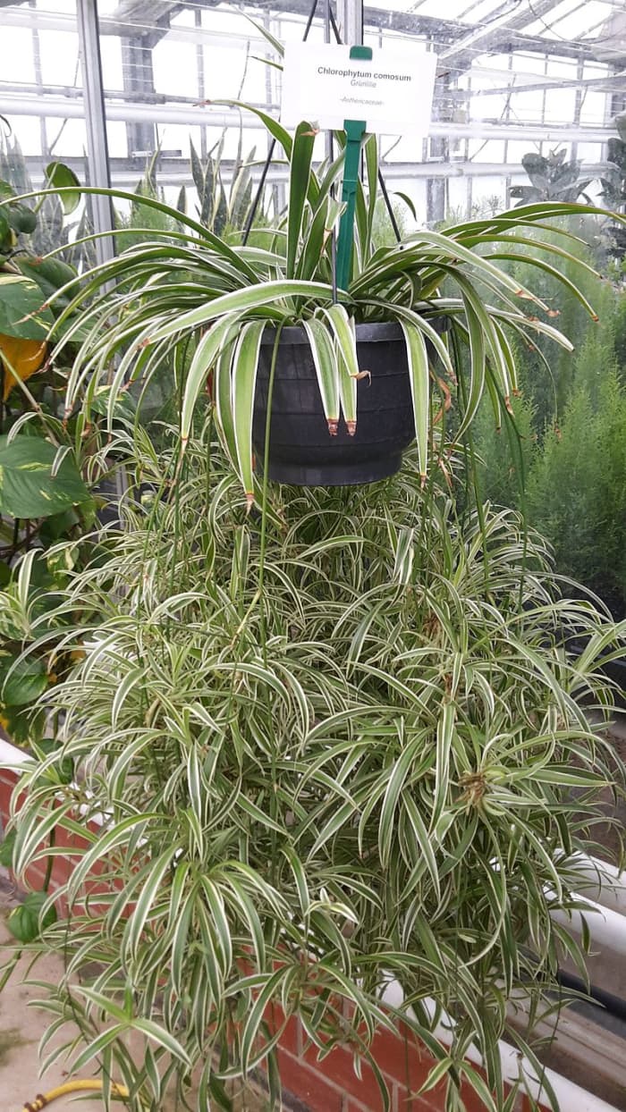 You can imagine how heavy this plant must be when watered. It's planted in plastic and the soil is likely highly porous—good potting soil—but the plant, itself, weighs a lot.