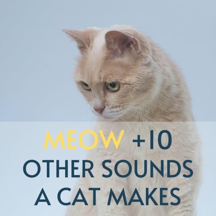 Understanding Cat Language: Meow and 10 Other Sounds Explained - HubPages