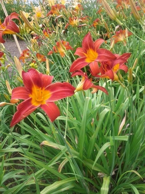 Daylilies: The Perfect Perennials - HubPages