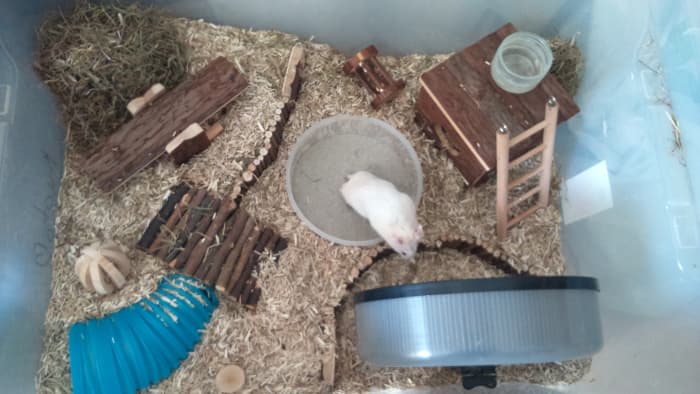 Aim to look for a cage that can physically fit more enrichment options for your hamster!