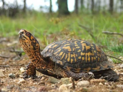 The Snapping Turtle - HubPages