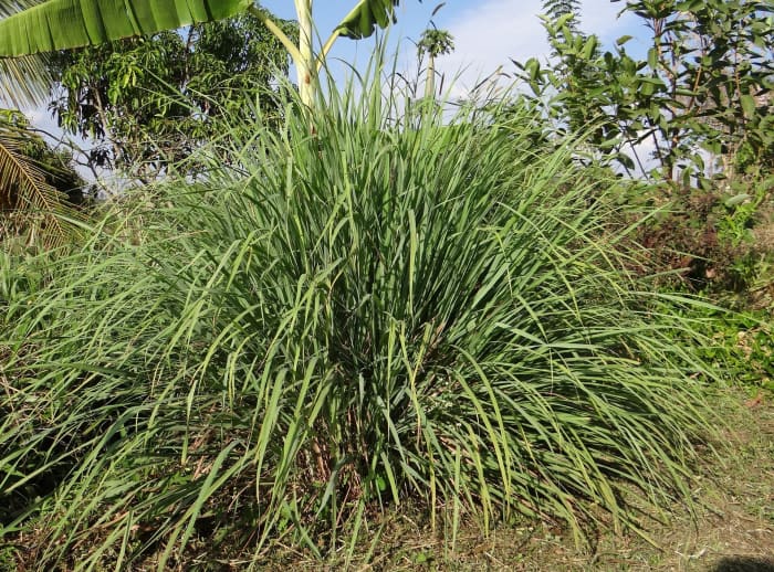 "Citronella oil is an essential oil obtained from the leaves and stems of different species of Cymbopogon, commonly known as lemongrass." (Wikipedia)