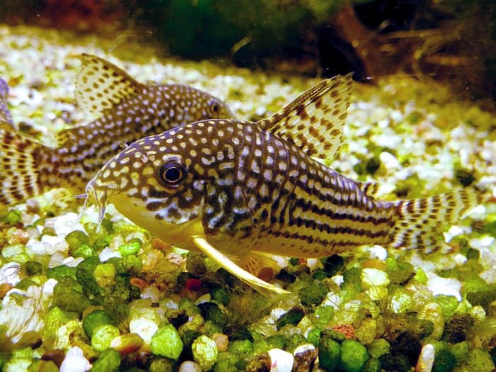 Cory Catfish Care Guide: Behavior, Tank Mates, And Faq - Pethelpful