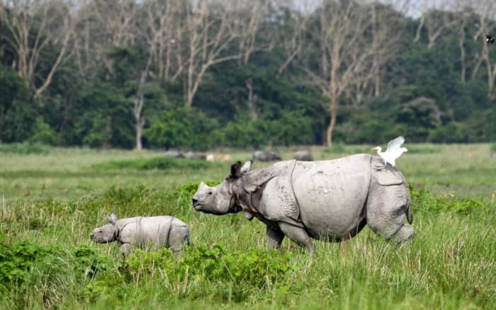 The Probitora wildlife sanctuary is home to the majestic one-horned rhinoceros, wild boars, and many other wildlife species.