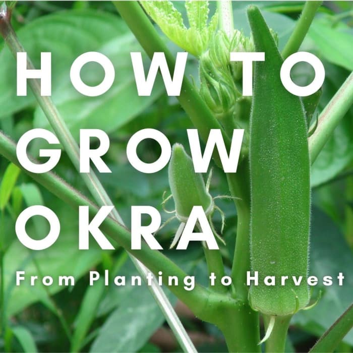 How to Successfully Grow Okra From Planting to Harvest Dengarden