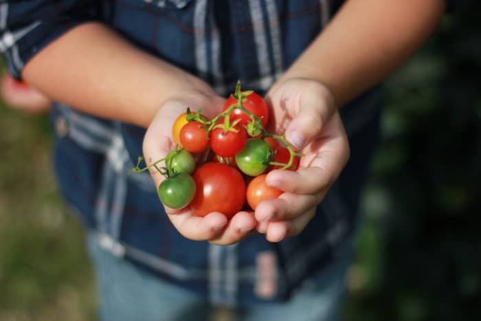 With over 3,600 tomato varieties to choose from, finding the right one for you can feel a bit daunting. Here are 6 tips to help you pick your perfect tomato.