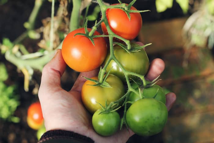 Should you grow 2 tomato plants or 10? Carefully consider your desired yield before purchasing plants.
