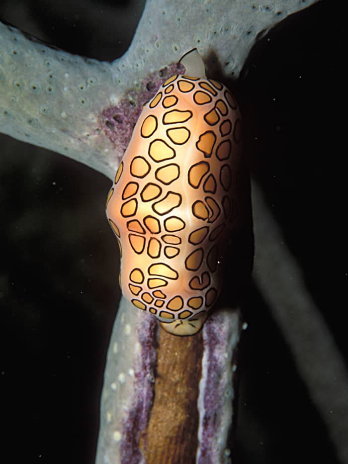Flamingo Tongue Snails