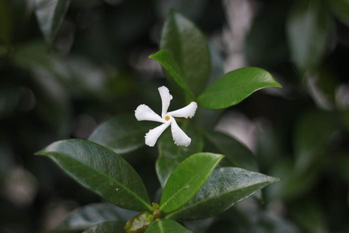 Jasmine induces better sleep resulting in more energy upon waking.