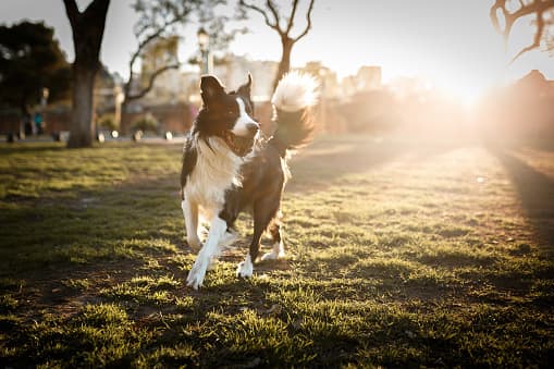 Sensitive to the ways of evil, canines were said to be able to sense the essence of those they encountered.