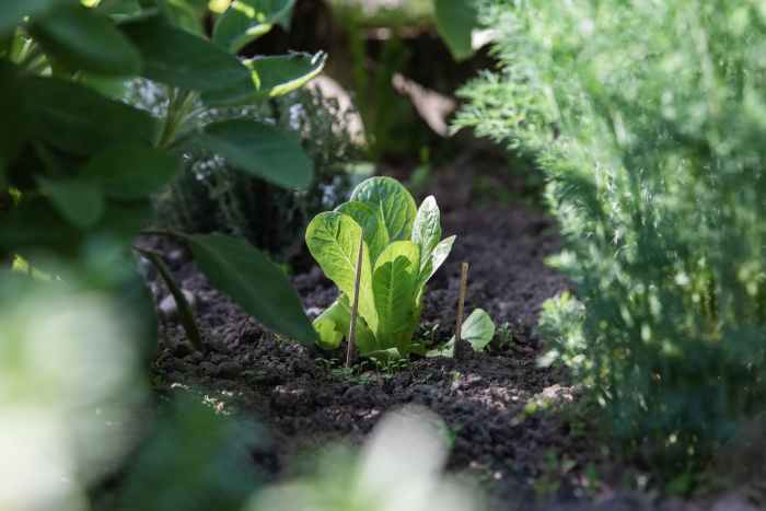 Plant herbs alongside your vegetables to deter pests and promote growth.