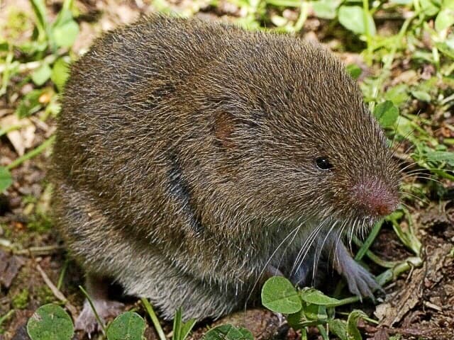 Microtus lusitanicus is a close relative of the creeping vole.