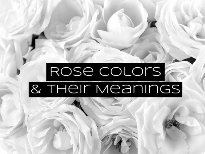 Roses are some of the most popular flowers to give. The color of the roses adds a message to the flower arrangement.