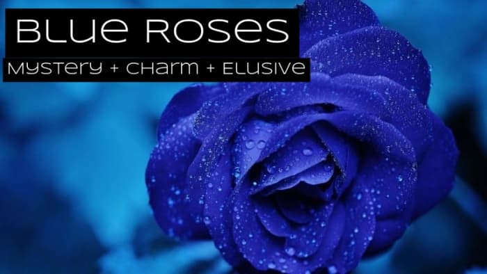 Blue roses are about mystery, intrigue, and fantasy. You want your message to be elusive and difficult to interpret.