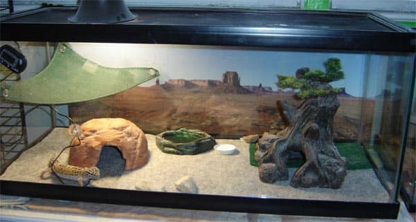 Reptile carpet is another good substrate to use. This is a simple layout. Add a humid hide and it'd be perfect.