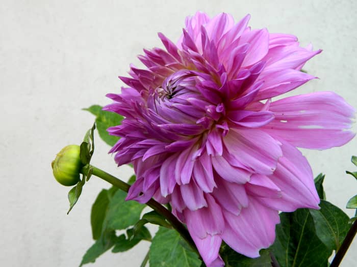 Dahlias make such a gorgeous addition to the garden. Here are a few simple steps to follow when planting them out come spring.