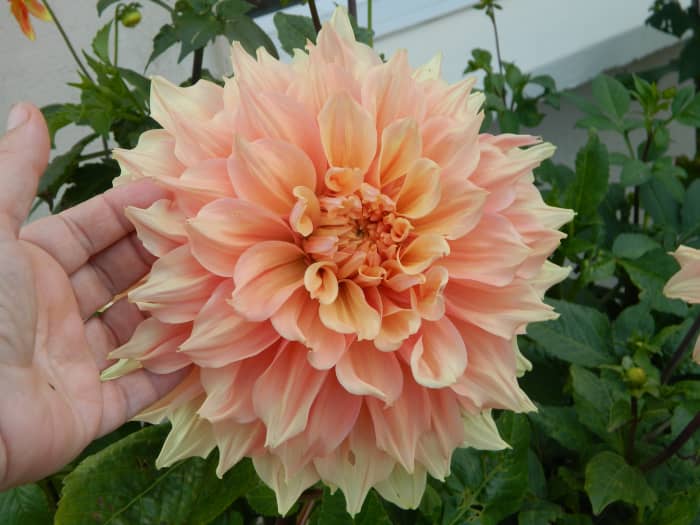 Before planting out your dahlias, it's important to acclimatize them to outdoor temperatures.