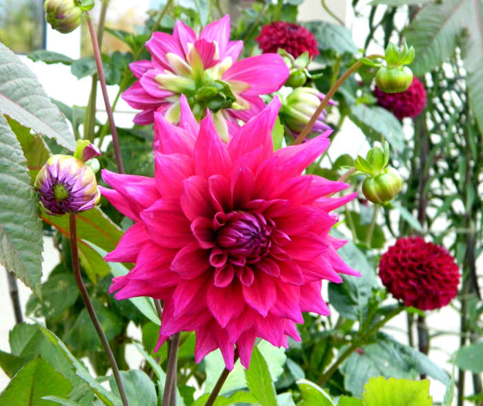 To avoid breakages further down the line, I recommend staking your dahlias as soon as you get them in the ground.