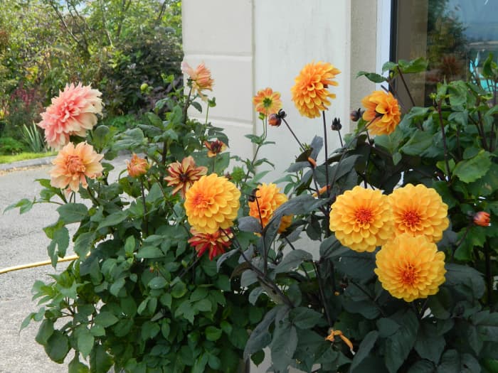 When planting out your dahlias, be sure to choose a location with full sun and fertile soil.