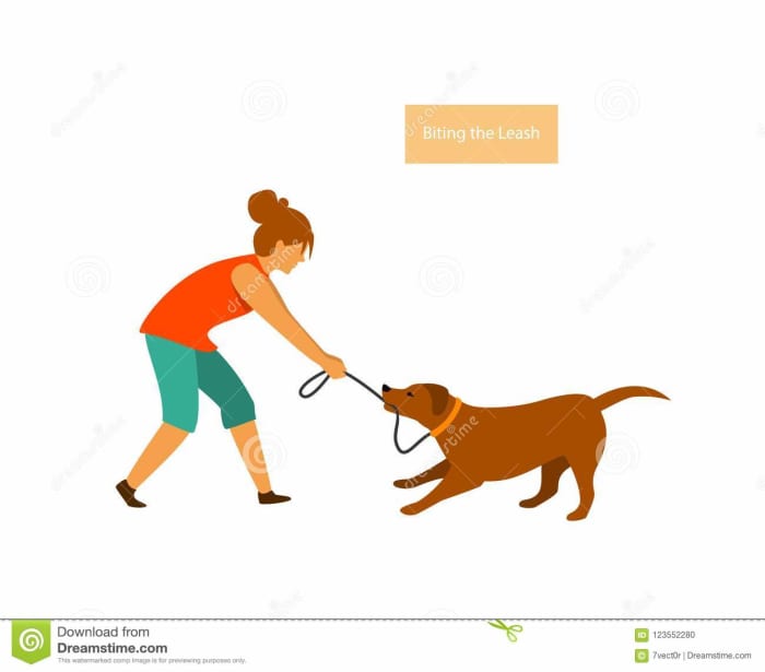 dealing-with-common-pet-misbehaviours