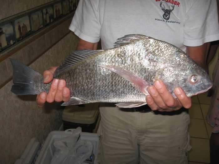 Small black drum, or puppy drum, are great on the table.