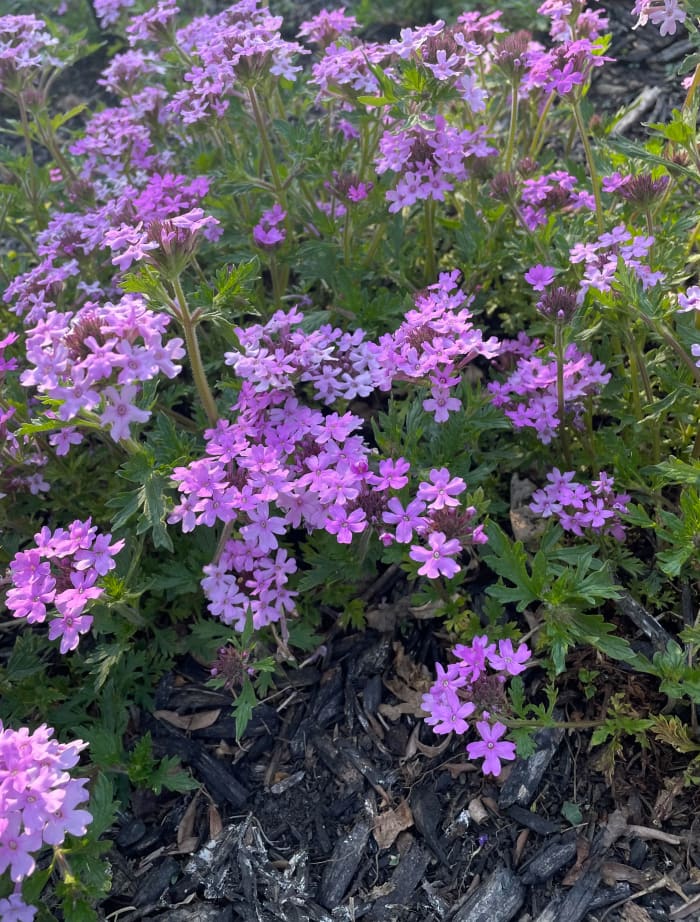 Learn about the different types of verbena, as well as how to care for and propagate the plant.